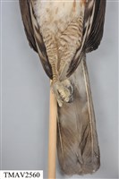 鳳頭蒼鷹藏品圖，第19張